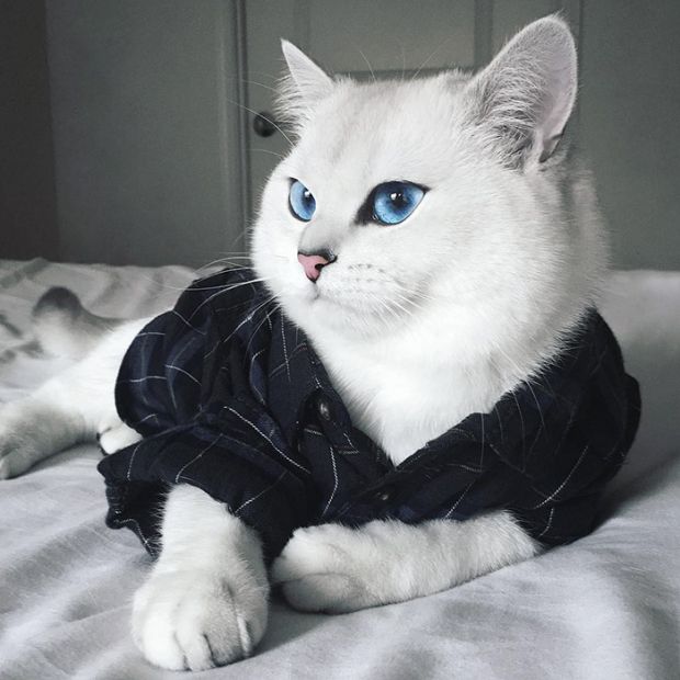 Коби - кот с самыми красивыми глазами