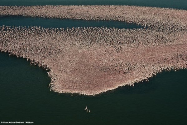 1,5 млн. фламинго на озере