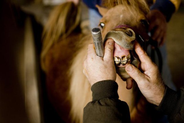 Лошадиный стоматолог