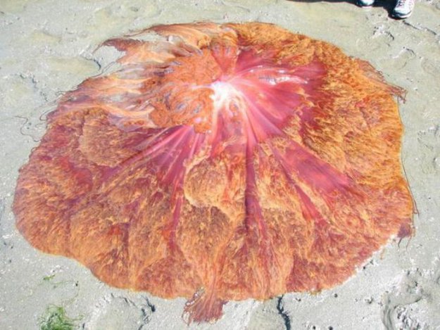 Огромная медуза