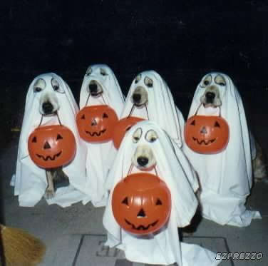 Собачий хеллоуин