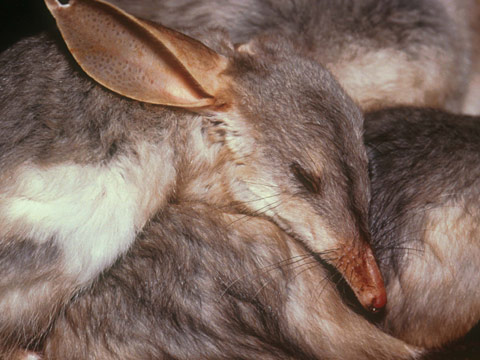 Австралійські зайці