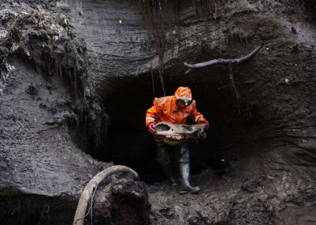 «Черные археологи» в поисках бивней мамонта