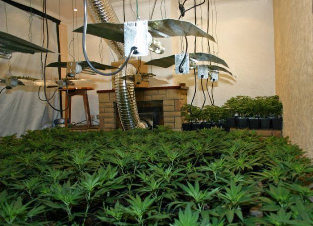 Бдительные соседи помогли обнаружить ферму по выращиванию марихуаны
