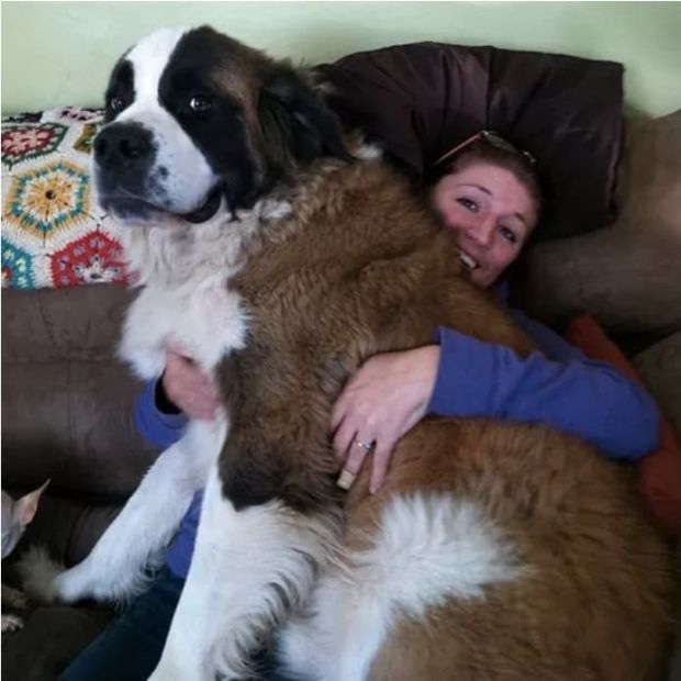 Собаки невероятно больших размеров