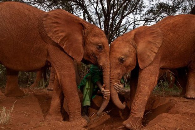 Детский дом для слонов в Кении