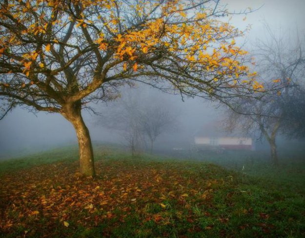 Осенний туман....