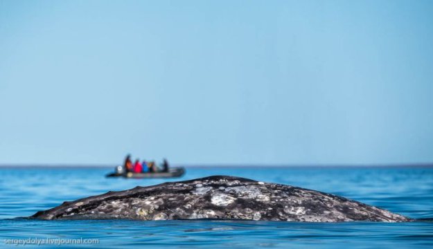 Китовая аллея на Чукотке