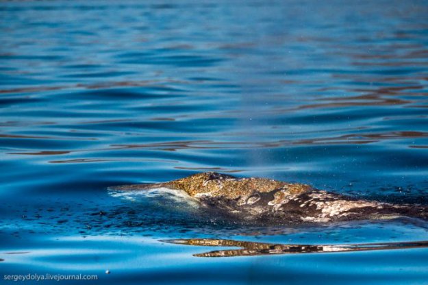 Китовая аллея на Чукотке
