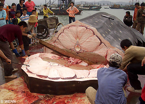 Китайцы режут акулу
