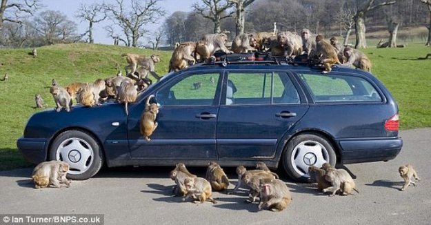Не оставляйте машину наедине с обезьянами!