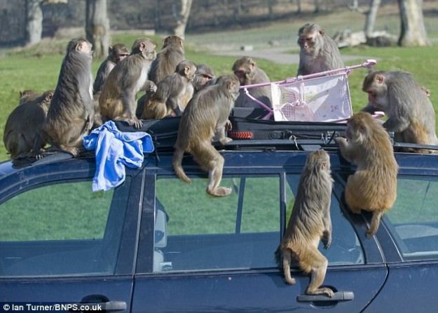 Не оставляйте машину наедине с обезьянами!
