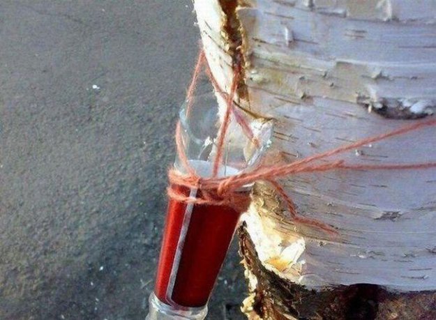 Добыча березового сока в Сибири