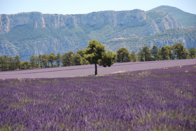 Лавандовые поля в Провансе