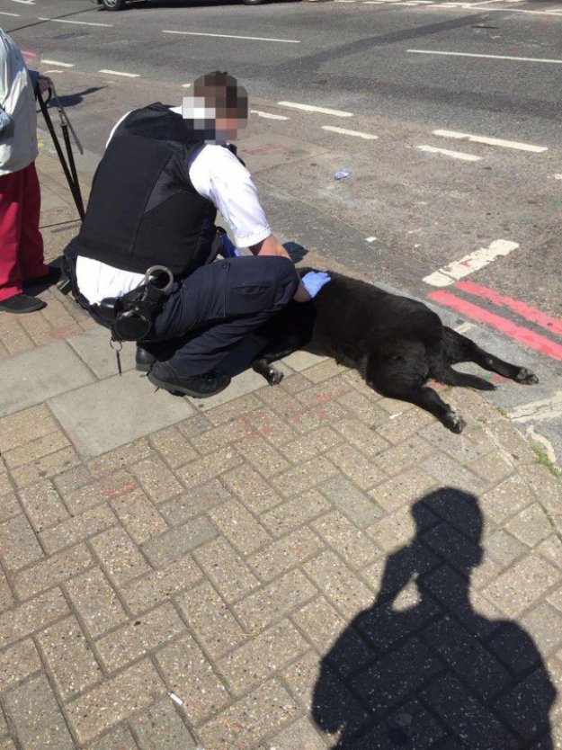 В Лондоне женщина тащила за собой мертвую собаку