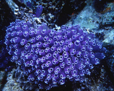 красочные жители коралловых рифов