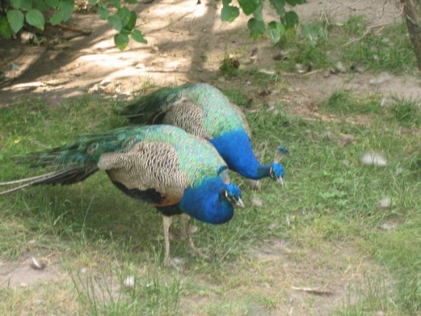 Киевский зоопарк (28.06.07)