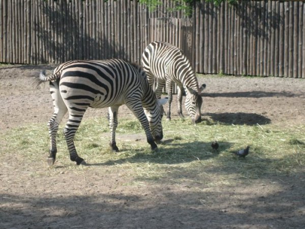 Киевский зоопарк (28.06.07)