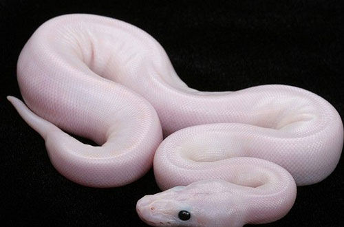 Змея - альбинос