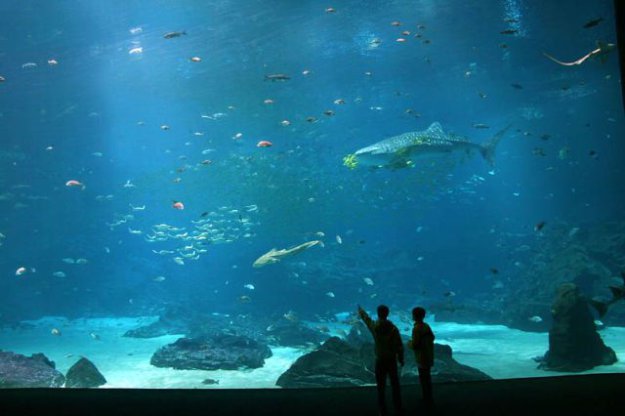 Самый большой аквариум в мире