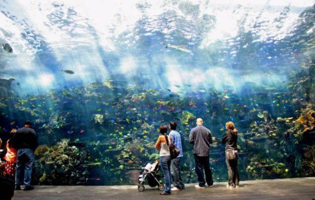 Самый большой аквариум в мире