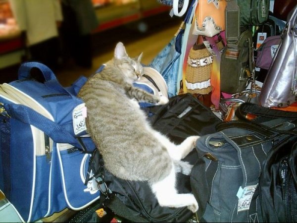 Уезжаете в отпуск? Не забудьте кота!!!!