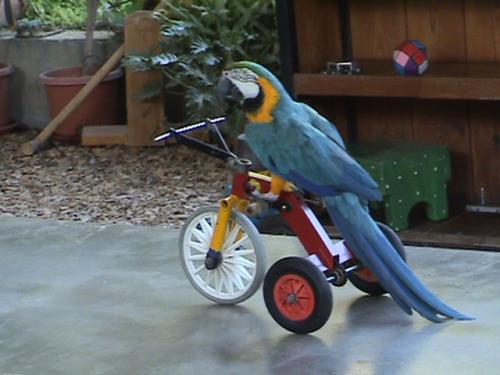 Попугай-велосипедист