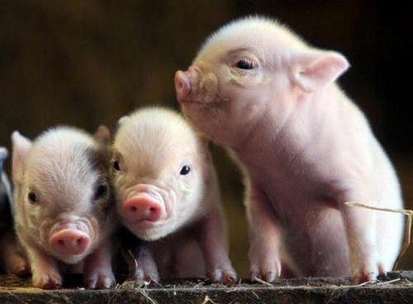 Чудові свинки
