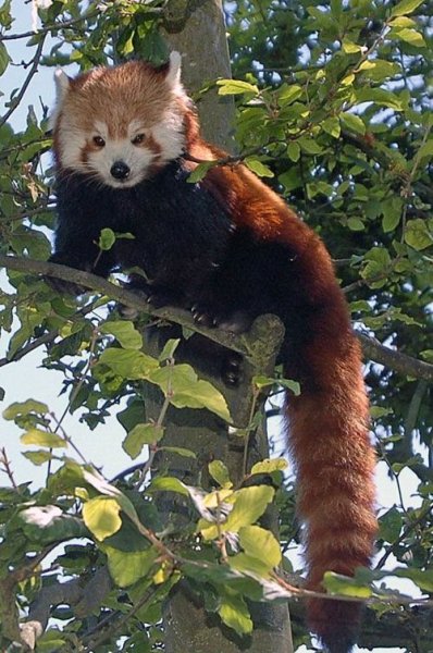 Красная панда - очень милое и редкое животное!