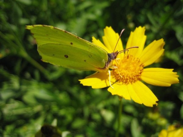 Flowers & Bugs