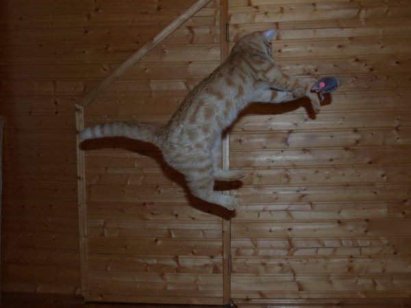 летающий кот