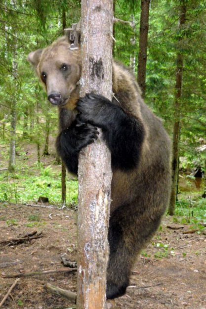 Домашний медведь