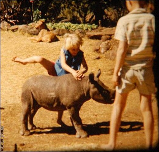 Домашний носорог