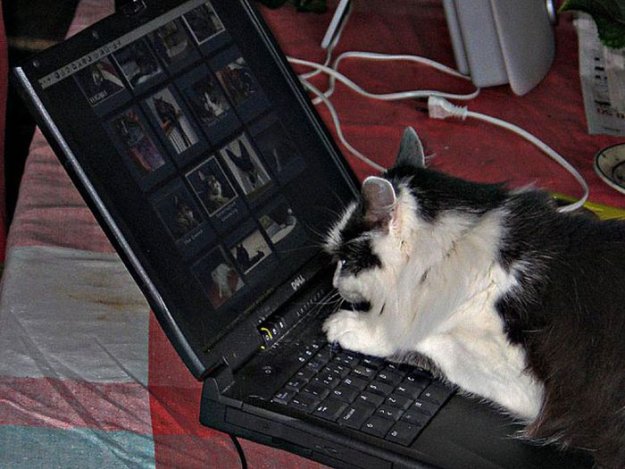 Животные за компьютером