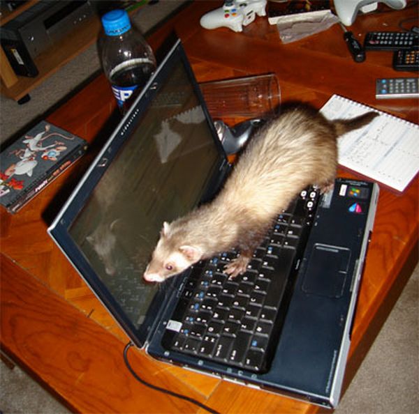 Животные за компьютером