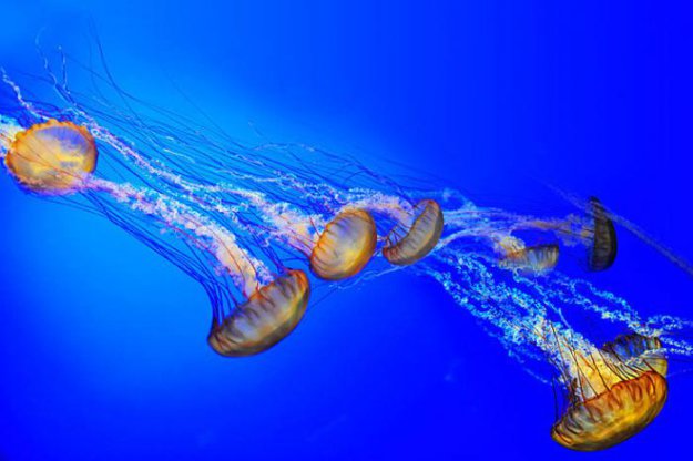 Вальс медуз