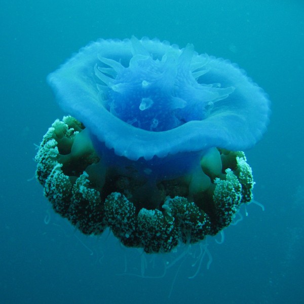 Вальс медуз