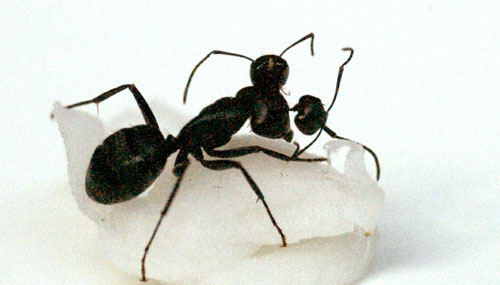 Чернобыльский муравей