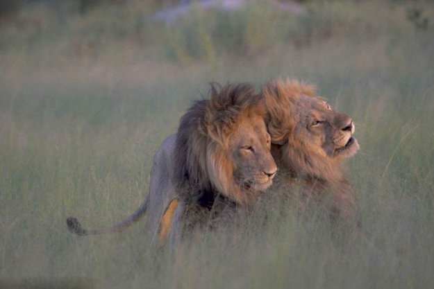 Львы-гомосексуалисты в Ботсване