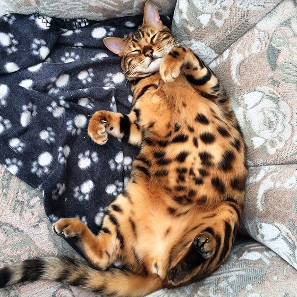 Красивый бенгальский кот становится новой знаменитостью соцсетей