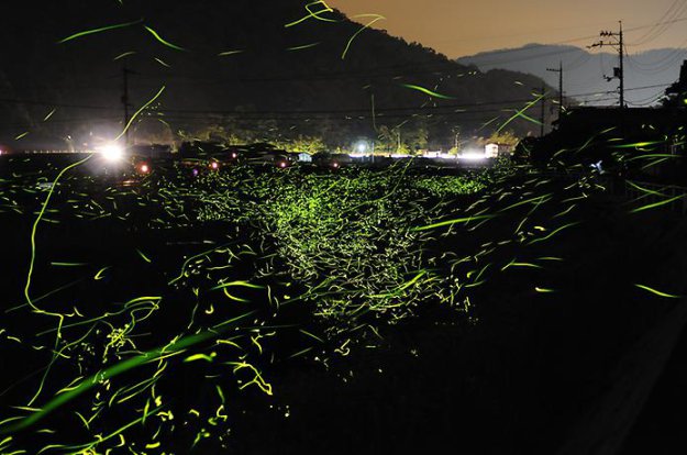 Фотографии Золотых Светлячков в Японии