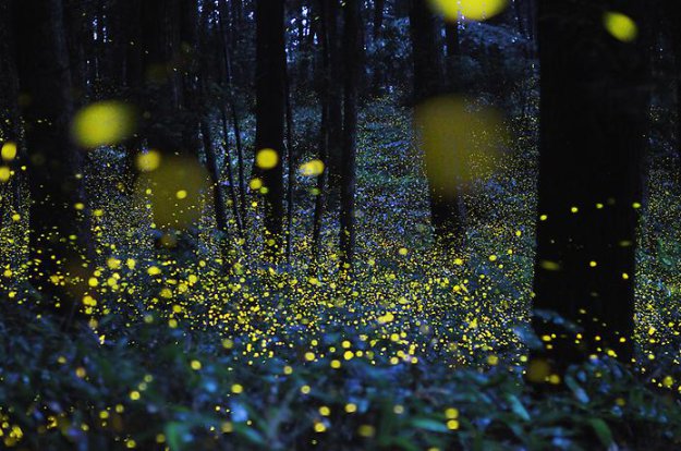 Фотографии Золотых Светлячков в Японии