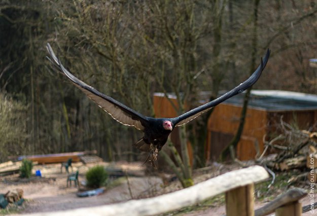 Парк хищных птиц в Германии