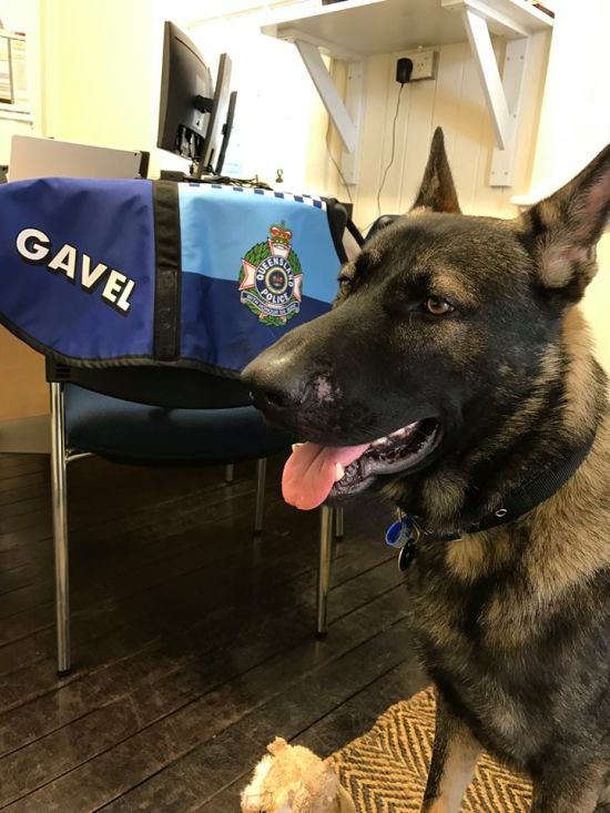 В Австралии слишком дружелюбную собаку исключили из полицейской академии
