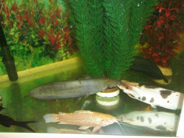 рибки  акваріумні