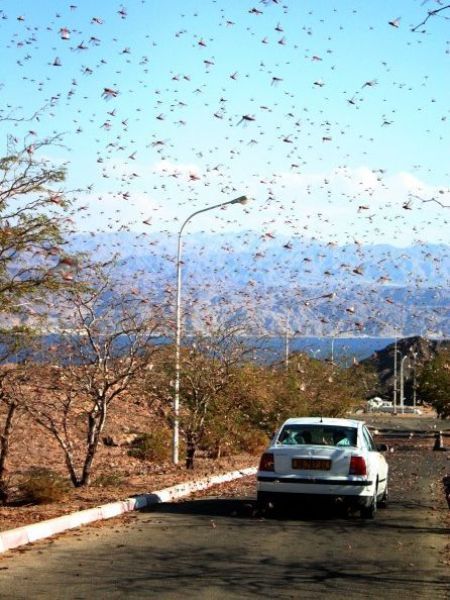 Нападение насекомых