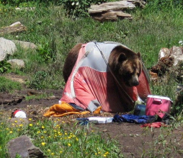 Как медведи в гости к туристам ходили