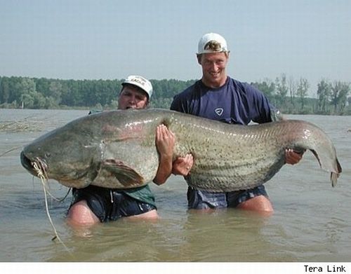 Большая рыбка