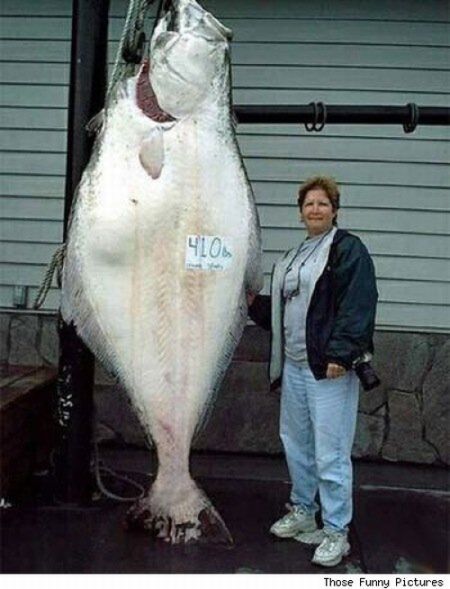 Большая рыбка