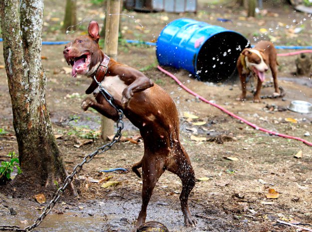 На Филиппинах защитники животных обнаружили собачий “концлагерь”